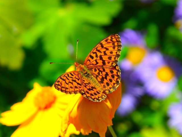 Обои цветы, насекомое, фон, бабочка, крылья, размытость, flowers, insect, background, butterfly, wings, blur разрешение 3002x1875 Загрузить