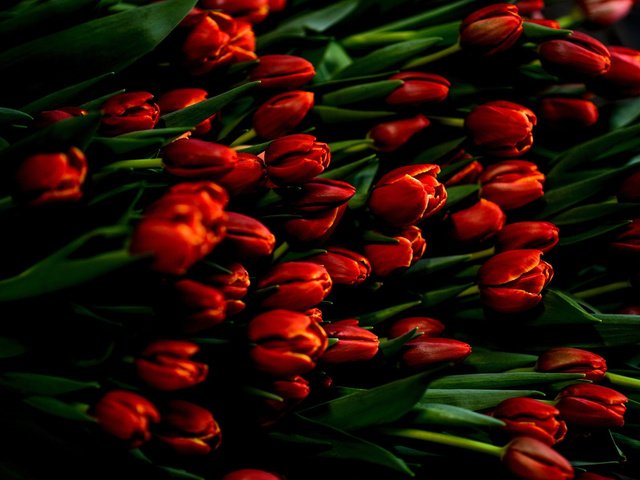 Обои цветы, весна, тюльпаны, flowers, spring, tulips разрешение 2880x1800 Загрузить