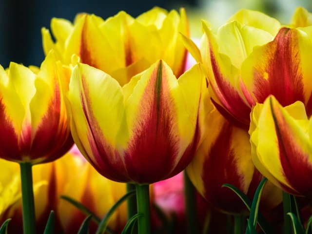 Обои цветы, бутоны, макро, тюльпаны, flowers, buds, macro, tulips разрешение 2400x1600 Загрузить