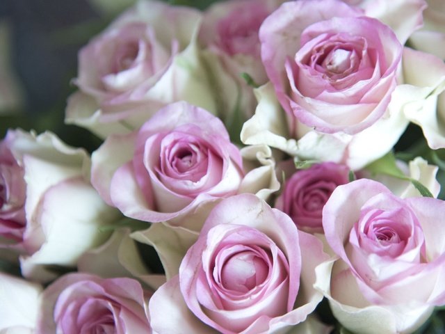 Обои цветы, бутоны, розы, лепестки, букет, нежность, flowers, buds, roses, petals, bouquet, tenderness разрешение 2048x1386 Загрузить