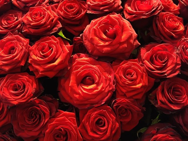 Обои цветы, бутоны, розы, лепестки, flowers, buds, roses, petals разрешение 2870x1615 Загрузить