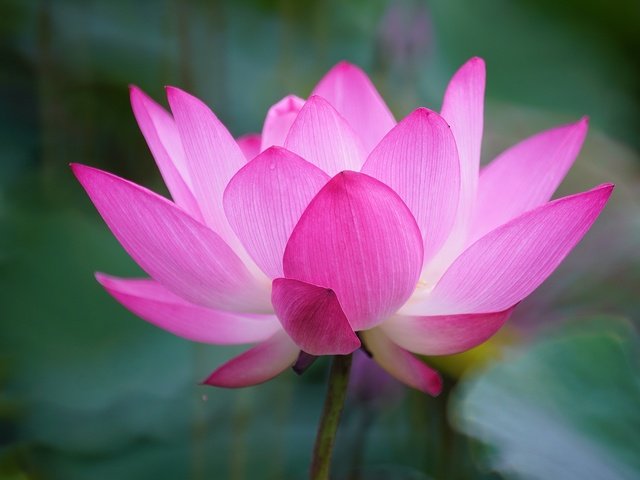 Обои природа, листья, макро, цветок, лепестки, лотос, nature, leaves, macro, flower, petals, lotus разрешение 2048x1152 Загрузить