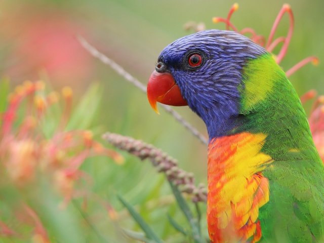 Обои цветы, природа, птица, попугай, лорикет, разноцветный лорикет, flowers, nature, bird, parrot, rainbow lorikeet, colorful rainbow lorikeet разрешение 4760x2677 Загрузить