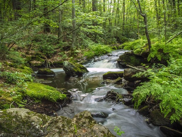 Обои деревья, вода, река, растения, лес, мох, папоротник, trees, water, river, plants, forest, moss, fern разрешение 3600x2400 Загрузить