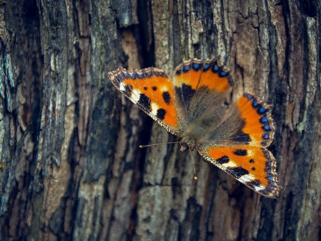 Обои дерево, насекомое, бабочка, крылья, кора, tree, insect, butterfly, wings, bark разрешение 2501x1563 Загрузить