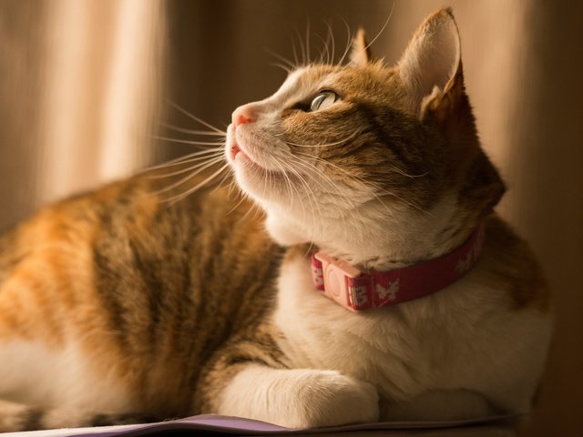 Обои фон, кот, кошка, взгляд, лежит, профиль, ошейник, рыжий, полосатый, striped, background, cat, look, lies, profile, collar, red разрешение 8256x5160 Загрузить