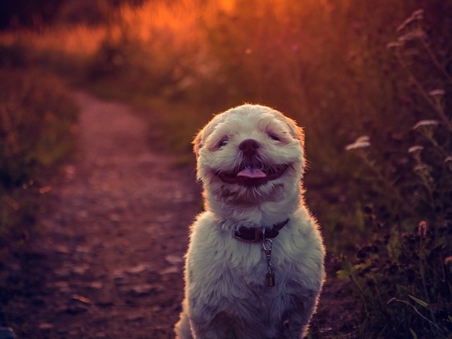 Обои закат, фон, улыбка, собака, язык, ши-тцу, e b, sunset, background, smile, dog, language, shih tzu разрешение 2784x1861 Загрузить