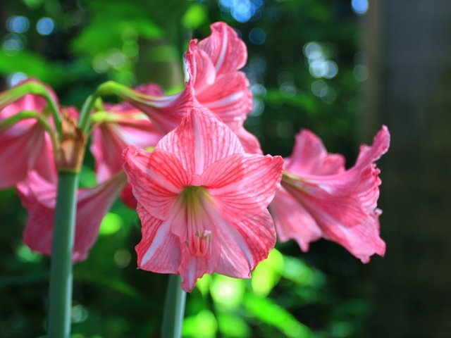 Обои цветы, стебли, лилии, амариллис, flowers, stems, lily, amaryllis разрешение 5184x3456 Загрузить