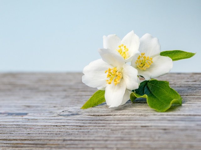 Обои цветение, макро, белый, весна, жасмин, деревянная поверхность, flowering, macro, white, spring, jasmine, wooden surface разрешение 2048x1365 Загрузить