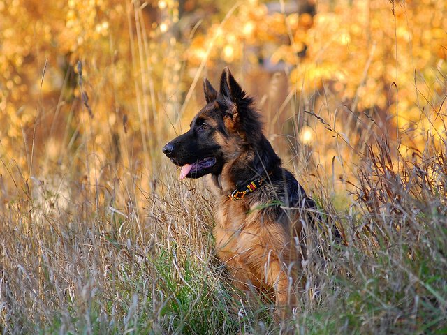 Обои собака, щенок, немецкая овчарка, овчарка, dog, puppy, german shepherd, shepherd разрешение 1920x1200 Загрузить