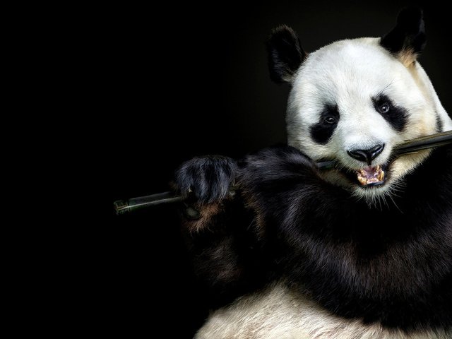 Обои морда, взгляд, панда, бамбук, черный фон, face, look, panda, bamboo, black background разрешение 1920x1080 Загрузить