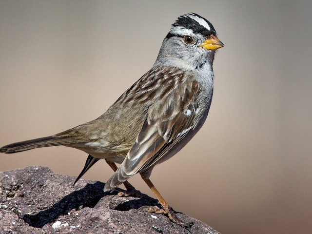 Обои природа, птица, клюв, перья, белоголовая зонотрихия, nature, bird, beak, feathers, bald zonotrichia разрешение 2048x1296 Загрузить