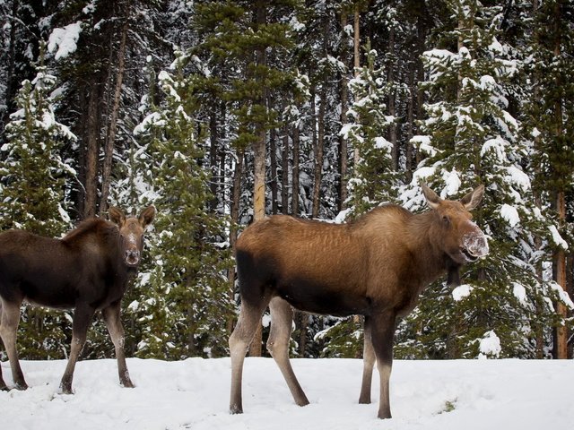 Обои деревья, снег, лес, зима, лось, лоси, trees, snow, forest, winter, moose, elk разрешение 1920x1200 Загрузить