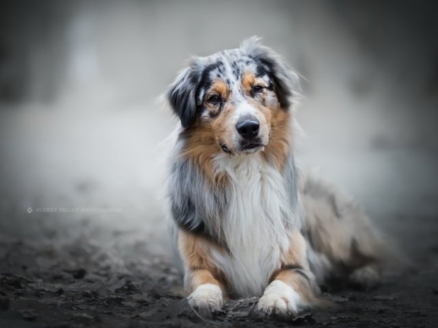 Обои мордочка, взгляд, собака, австралийская овчарка, muzzle, look, dog, australian shepherd разрешение 2560x1707 Загрузить