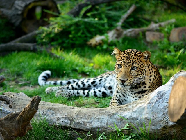 Обои морда, взгляд, леопард, хищник, дикая кошка, patrik staněk, face, look, leopard, predator, wild cat разрешение 1920x1200 Загрузить