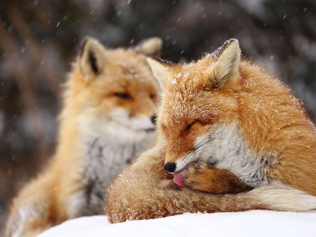 Обои снег, зима, лиса, язык, снегопад, лисы, snow, winter, fox, language, snowfall разрешение 1920x1200 Загрузить