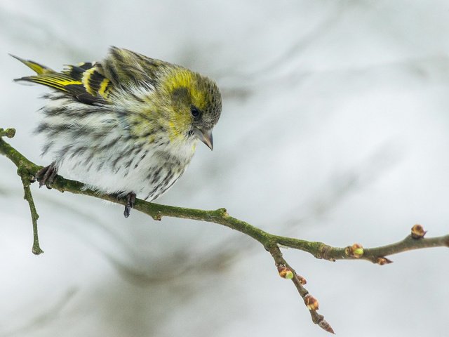 Обои ветка, размытость, птица, клюв, перья, чиж, branch, blur, bird, beak, feathers, siskin разрешение 1920x1200 Загрузить