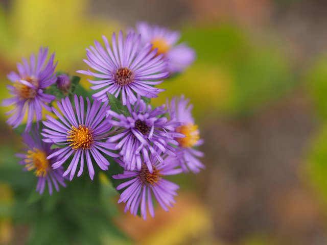 Обои цветы, лепестки, боке, астра, астра татарская, flowers, petals, bokeh, astra, astra tatar разрешение 3840x2400 Загрузить