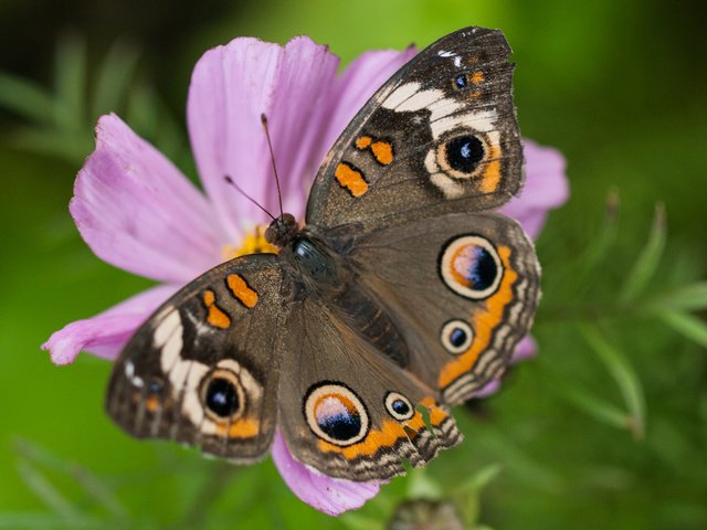 Обои цветы, насекомое, бабочка, крылья, flowers, insect, butterfly, wings разрешение 2880x1800 Загрузить
