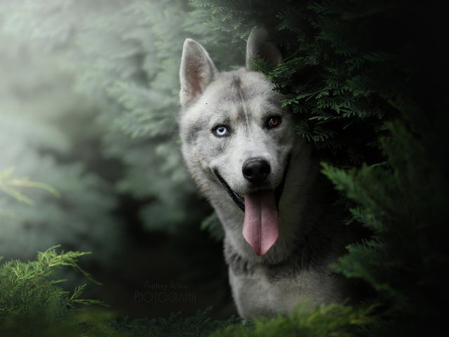 Обои морда, взгляд, собака, ель, хаски, язык, face, look, dog, spruce, husky, language разрешение 3840x2560 Загрузить