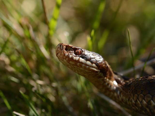 Обои трава, змея, рептилия, пресмыкающееся, grass, snake, reptile разрешение 3840x2400 Загрузить