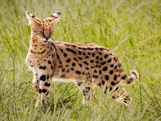Обои трава, африка, дикая кошка, сервал, john fielding, grass, africa, wild cat, serval разрешение 1920x1200 Загрузить