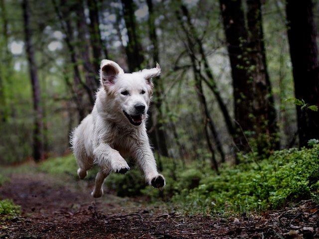 Обои лес, собака, бег, clé manuel, белая швейцарская овчарка, timmi, forest, dog, running, manuel clé, the white swiss shepherd dog разрешение 1920x1200 Загрузить