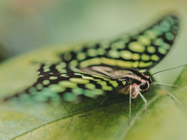 Обои насекомое, бабочка, крылья, лист, крупным планом, insect, butterfly, wings, sheet, closeup разрешение 2560x1600 Загрузить