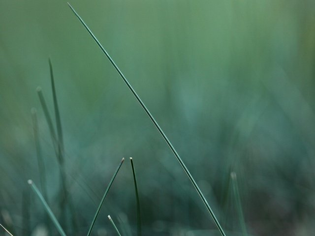 Обои трава, природа, зелень, макро, размытость, травинка, grass, nature, greens, macro, blur, a blade of grass разрешение 1920x1200 Загрузить