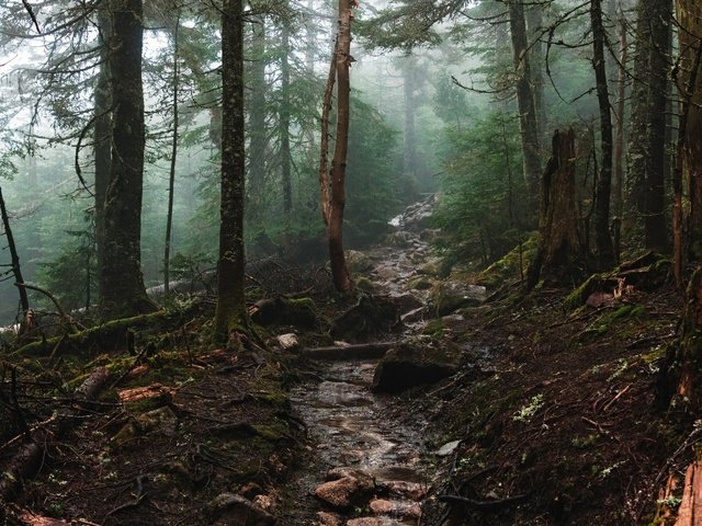 Обои деревья, природа, лес, ручей, trees, nature, forest, stream разрешение 1920x1080 Загрузить