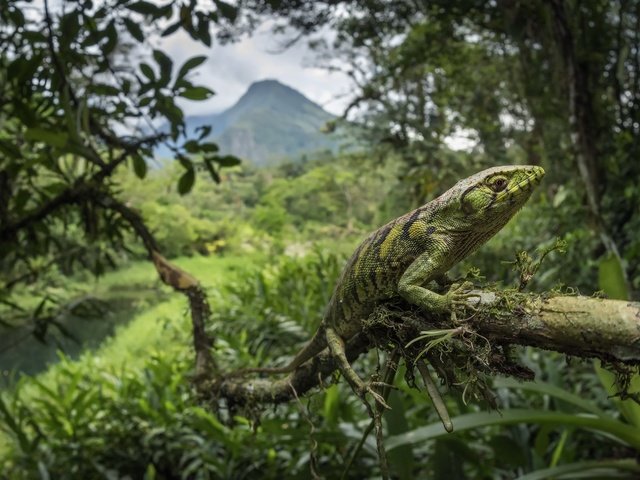 Обои ветка, дерево, лес, ящерица, тропики, мраморный полихрус, branch, tree, forest, lizard, tropics, marble polychrus разрешение 2048x1365 Загрузить