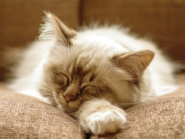 Обои кот, кошка, котенок, пушистый, спит, диван, cat, kitty, fluffy, sleeping, sofa разрешение 1920x1200 Загрузить