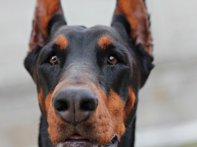 Обои глаза, морда, взгляд, собака, уши, нос, доберман, eyes, face, look, dog, ears, nose, doberman разрешение 3294x2071 Загрузить