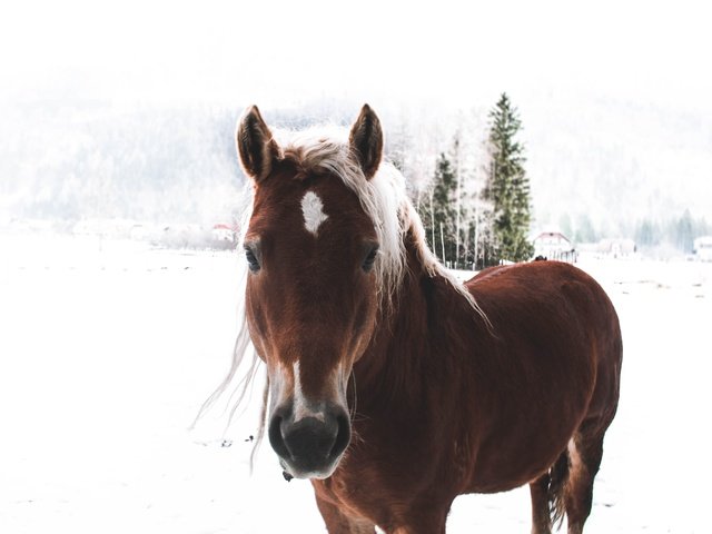 Обои лошадь, снег, зима, конь, грива, horse, snow, winter, mane разрешение 5184x3456 Загрузить