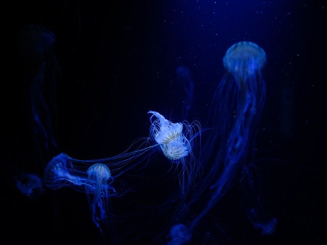 Обои медузы, подводный мир, сплетение, щупальцы, jellyfish, underwater world, plexus, the tentacles разрешение 4896x3264 Загрузить