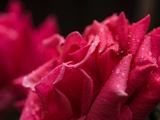 Обои цветок, капли, роза, лепестки, капли воды, крупным планом, flower, drops, rose, petals, water drops, closeup разрешение 6016x4016 Загрузить