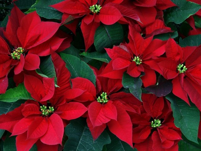 Обои цветы, листья, пуансеттия, рождественская звезда, flowers, leaves, poinsettia, christmas star разрешение 1999x1333 Загрузить