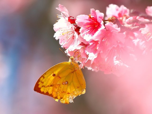 Обои цветы, насекомое, бабочка, крылья, сакура, flowers, insect, butterfly, wings, sakura разрешение 2560x1600 Загрузить