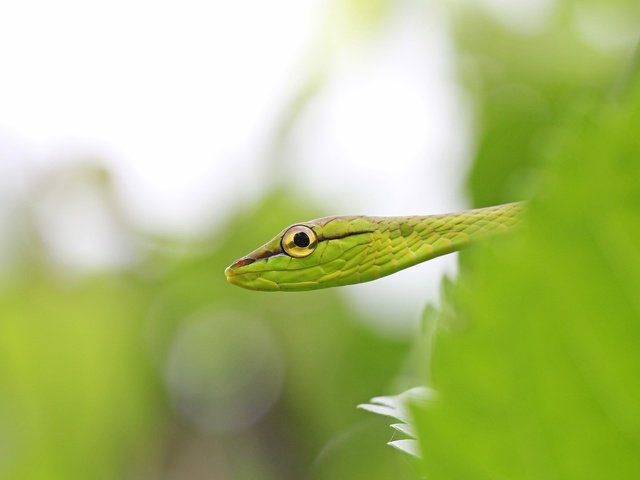 Обои листья, макро, змея, глаз, виноградник, leaves, macro, snake, eyes, vineyard разрешение 2560x1600 Загрузить