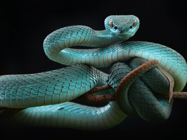 Обои змея, черный фон, рептилия, пресмыкающиеся, мамба, snake, black background, reptile, reptiles, mamba разрешение 1920x1200 Загрузить