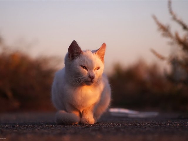 Обои глаза, фон, кот, усы, кошка, взгляд, солнечный свет, eyes, background, cat, mustache, look, sunlight разрешение 1920x1280 Загрузить