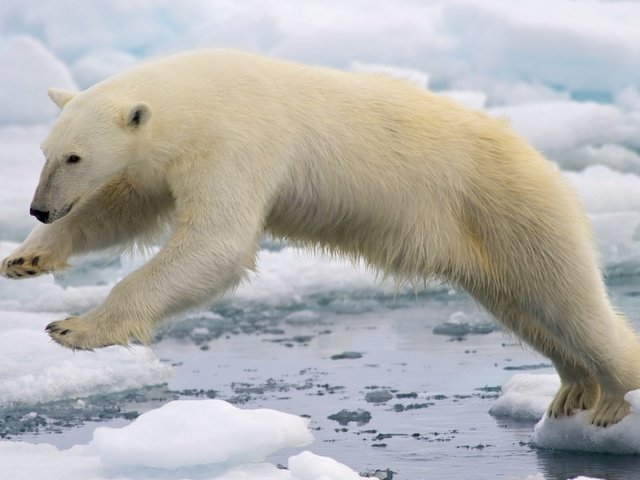 Обои вода, лёд, белый медведь, арктика, water, ice, polar bear, arctic разрешение 1920x1080 Загрузить