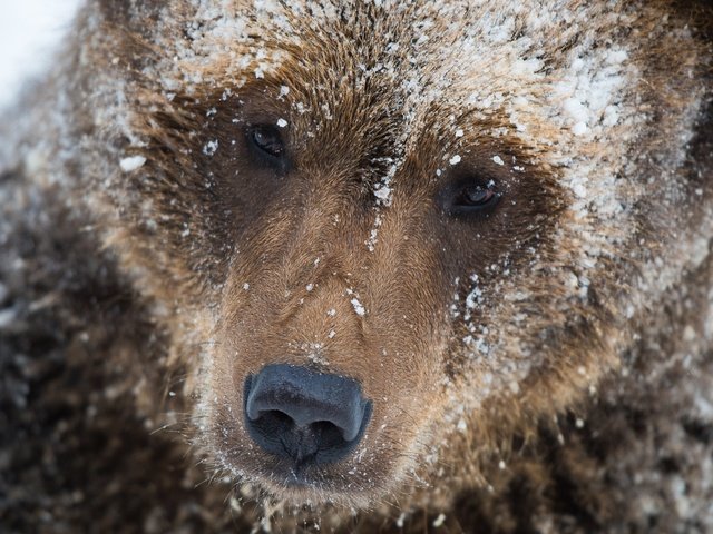 Обои морда, снег, медведь, бурый медведь, michael merl, face, snow, bear, brown bear разрешение 1920x1200 Загрузить