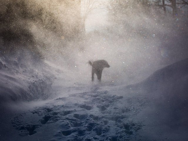 Обои снег, природа, зима, собака, следы, ветер, пес, вьюга, snow, nature, winter, dog, traces, the wind, blizzard разрешение 2560x1600 Загрузить