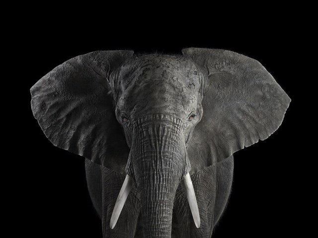 Обои слон, чёрно-белое, африканский слон, брэд уилсон, elephant, black and white, african elephant, brad wilson разрешение 2000x1364 Загрузить