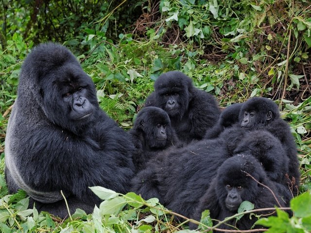 Обои ветки, семья, горилла, примат, обезьяны, детеныши, branches, family, gorilla, the primacy of, monkey, cubs разрешение 1920x1200 Загрузить