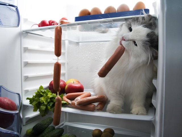 Обои кот, мордочка, усы, кошка, взгляд, холодильник, сосиски, cat, muzzle, mustache, look, refrigerator, sausage разрешение 5200x3735 Загрузить