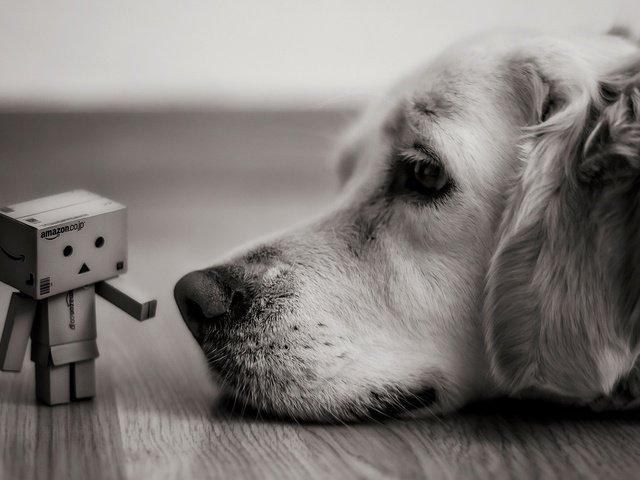 Обои чёрно-белое, собака, печаль, друзья, данбо, картонный робот, робот бумага, black and white, dog, sadness, friends, danbo, cardboard robot, robot paper разрешение 1920x1200 Загрузить