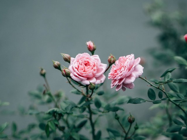 Обои цветы, бутоны, листья, розы, розовые, куст, flowers, buds, leaves, roses, pink, bush разрешение 3688x2469 Загрузить