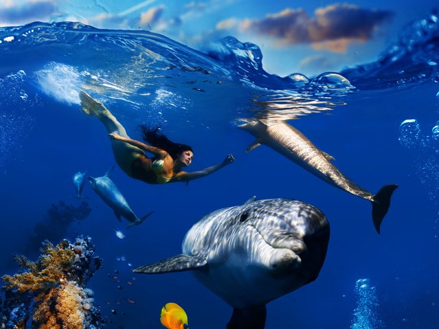 Обои небо, дельфины, облака, подводный мир, волны, русалка, море, плавает, рыбы, под водой, кораллы, пузырьки, the sky, dolphins, clouds, underwater world, wave, mermaid, sea, floats, fish, under water, corals, bubbles разрешение 3000x3000 Загрузить
